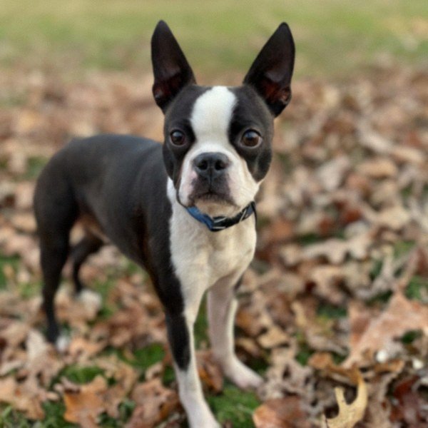 boston terrier in Baltimore, Maryland