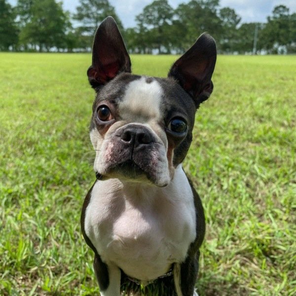 boston terrier in Baton Rouge, Louisiana