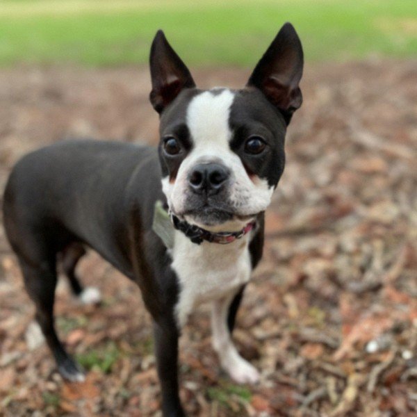 boston terrier in Birmingham, Alabama