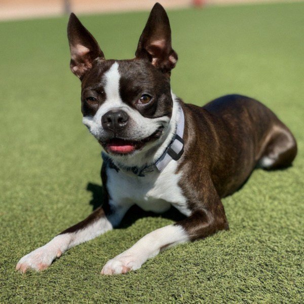 boston terrier in Chandler, Arizona