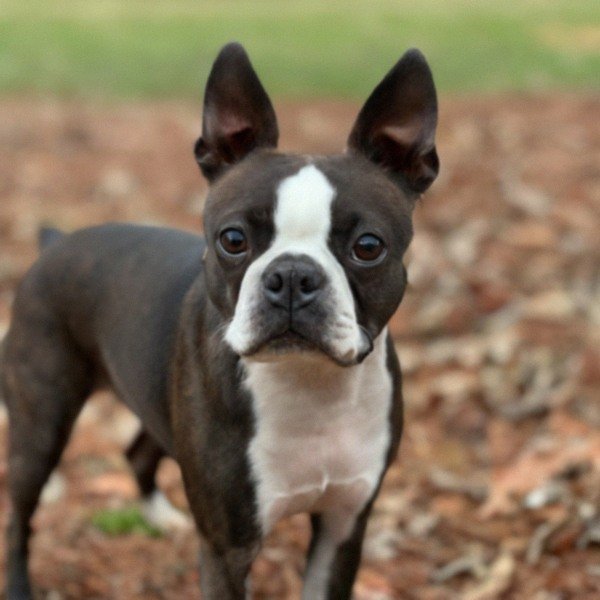 boston terrier in Charlotte, North Carolina