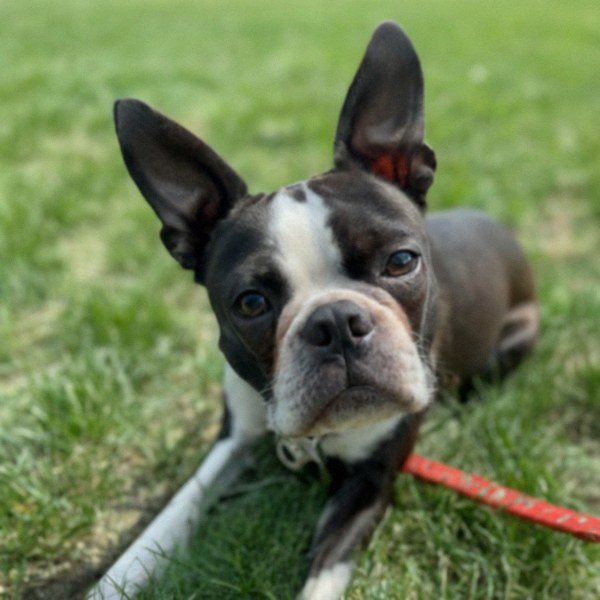 boston terrier in Chicago, Illinois