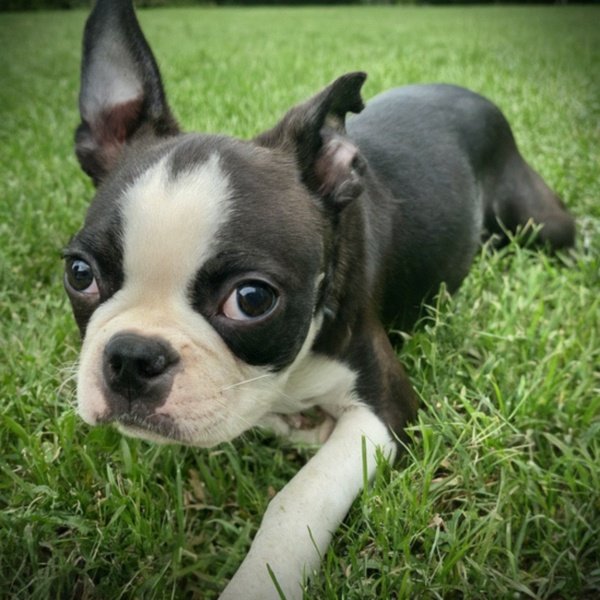 boston terrier in Cincinnati, Ohio