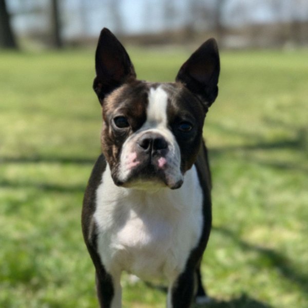 boston terrier in Cleveland, Ohio