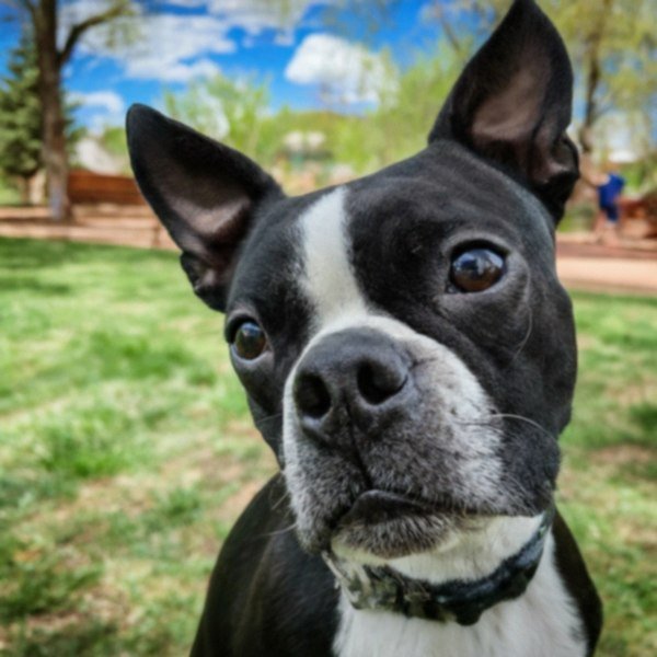 boston terrier in Colorado Springs, Colorado