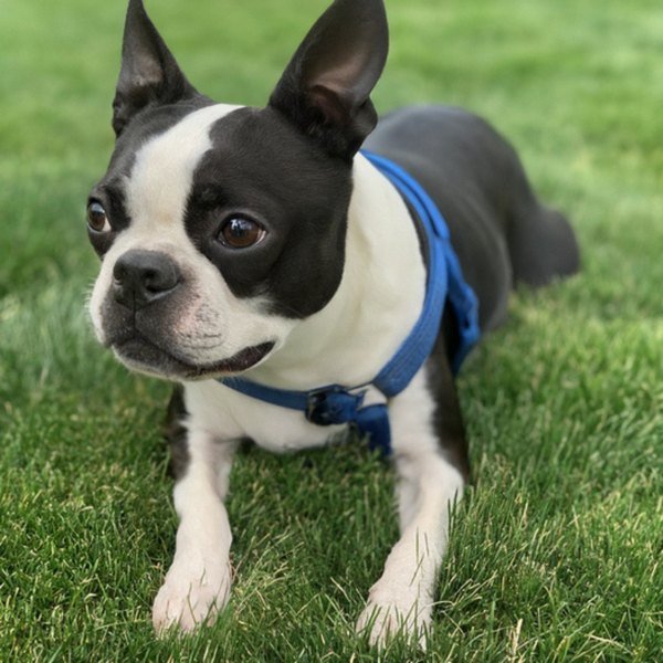 boston terrier in Denver, Colorado