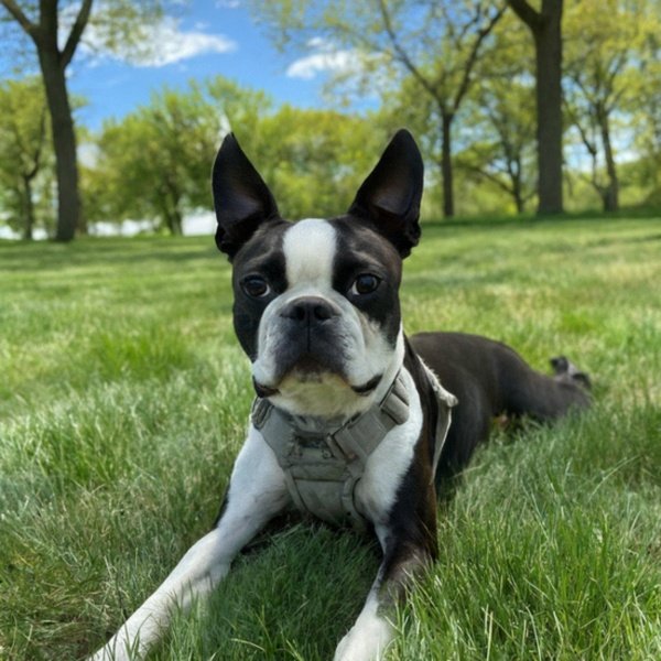 boston terrier in Des Moines, Iowa