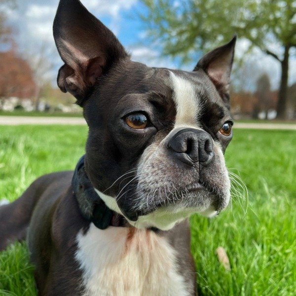 boston terrier in Detroit, Michigan