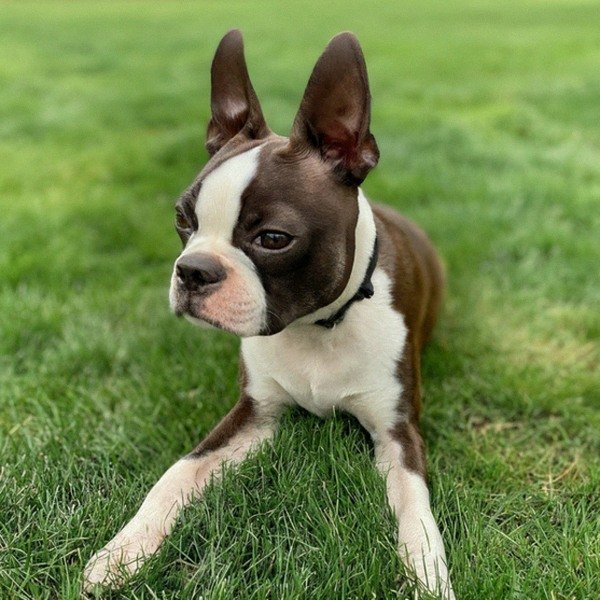 boston terrier in Eugene, Oregon