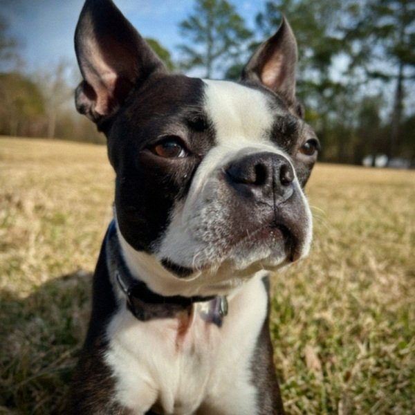 boston terrier in Fayetteville, North Carolina