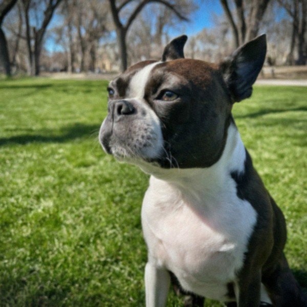 boston terrier in Fort Collins, Colorado