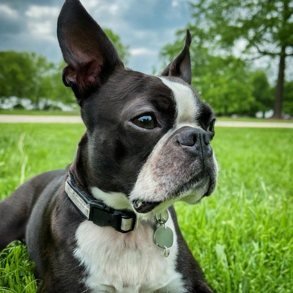 boston terrier in Fort Wayne, Indiana