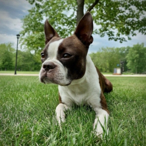 boston terrier in Grand Rapids, Michigan