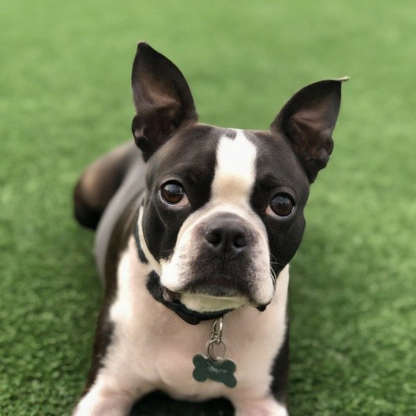 boston terrier in Henderson, Nevada