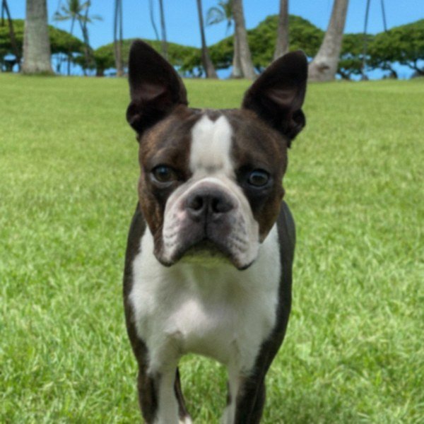boston terrier in Honolulu, Hawaii