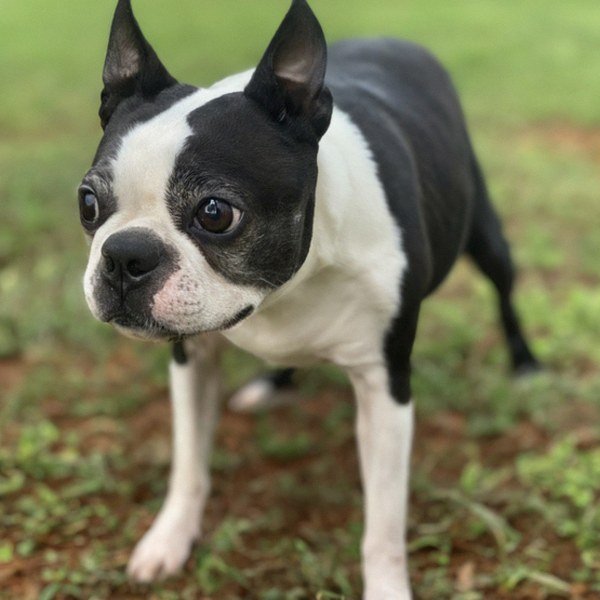 boston terrier in Huntsville, Alabama