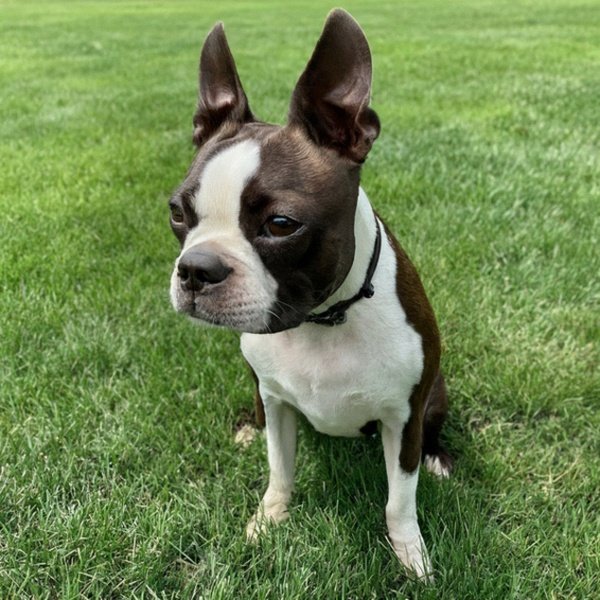 boston terrier in Indianapolis, Indiana
