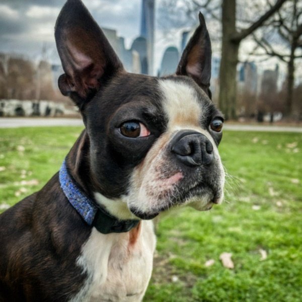 boston terrier in Jersey City, New Jersey