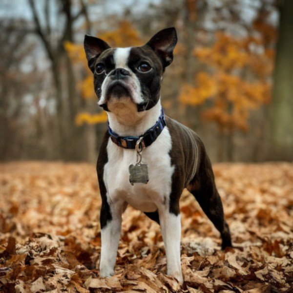 boston terrier in Kansas City, Missouri