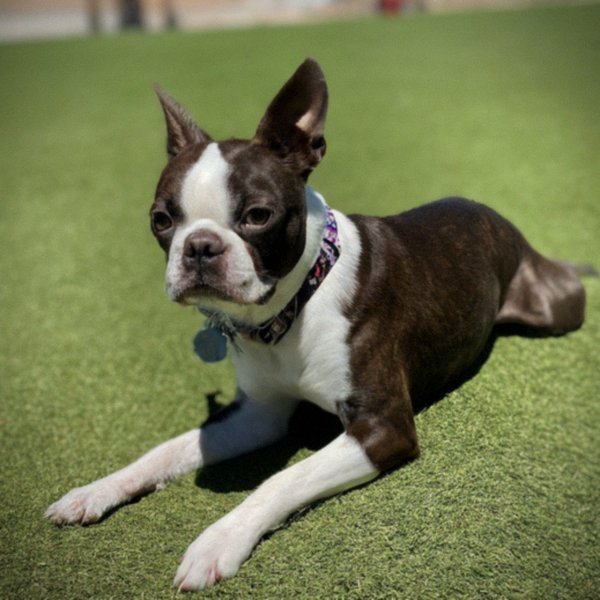 boston terrier in Las Vegas, Nevada