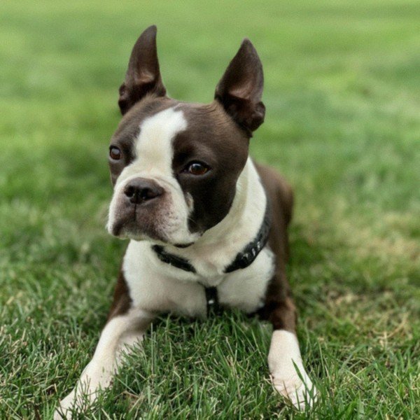 boston terrier in Lexington, Kentucky