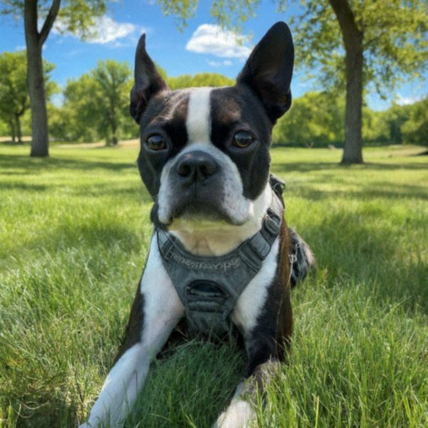 boston terrier in Lincoln, Nebraska