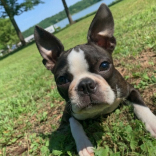 boston terrier in Little Rock, Arkansas