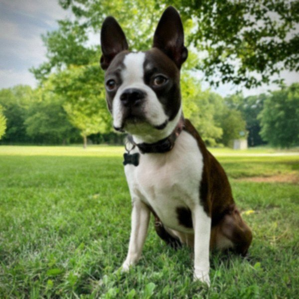 boston terrier in Louisville, Kentucky
