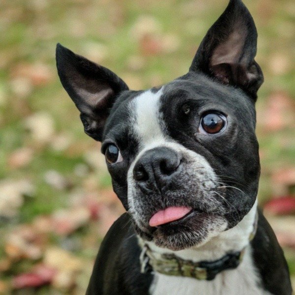 boston terrier in Madison, Wisconsin