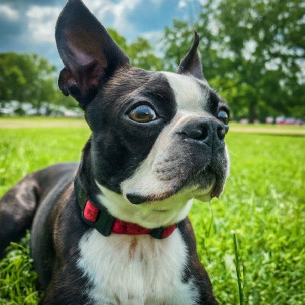 boston terrier in Memphis, Tennessee