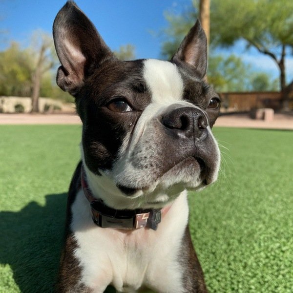 boston terrier in Mesa, Arizona