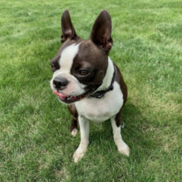 boston terrier in Milwaukee, Wisconsin