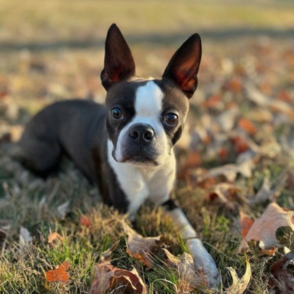 boston terrier in Minneapolis, Minnesota