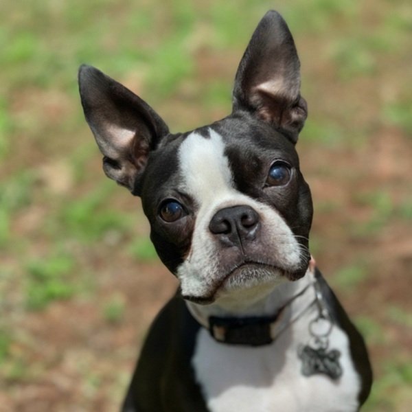 boston terrier in Montgomery, Alabama