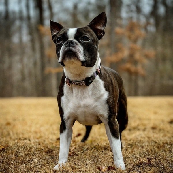 boston terrier in Murfreesboro, Tennessee