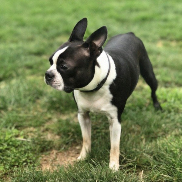 boston terrier in Nashville, Tennessee