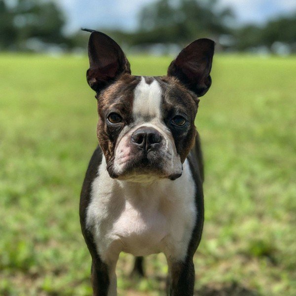 boston terrier in New Orleans, Louisiana