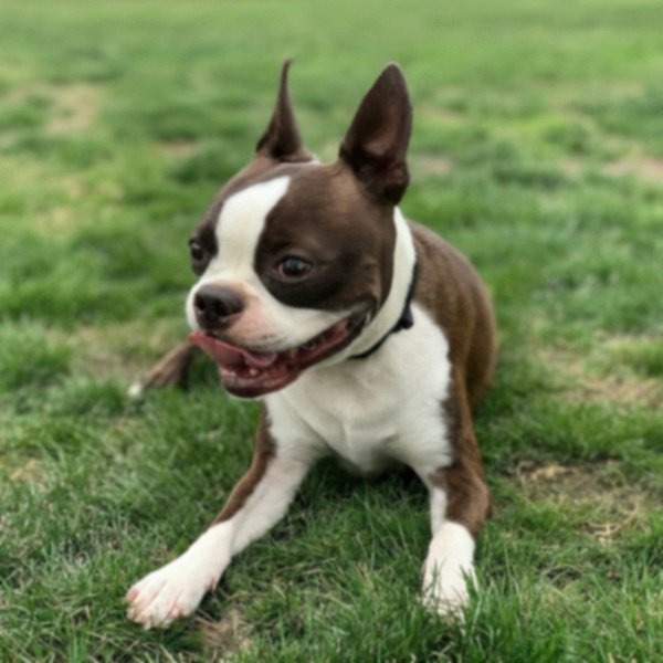 boston terrier in Newark, New Jersey