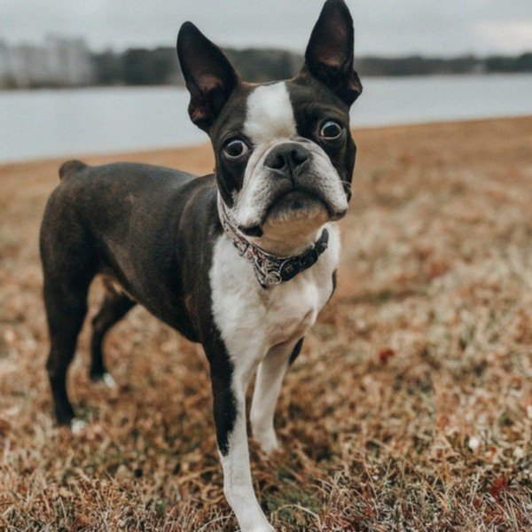 boston terrier in Norfolk, Virginia