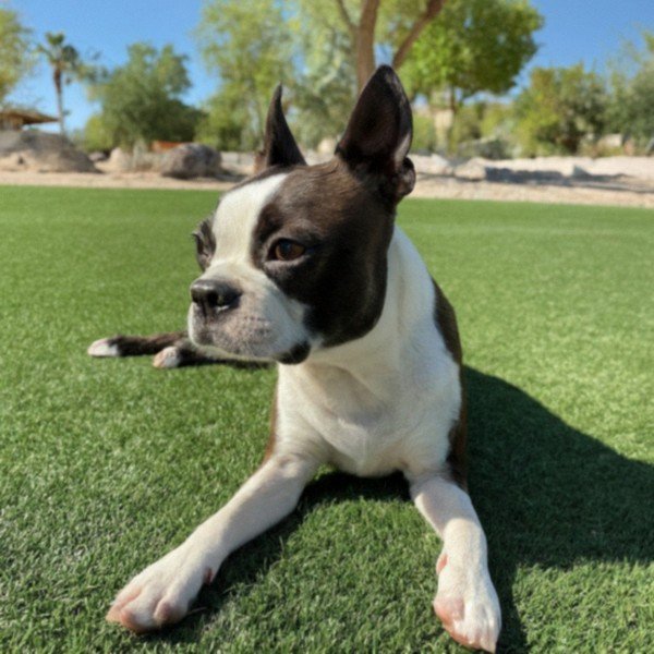 boston terrier in North Las Vegas, Nevada