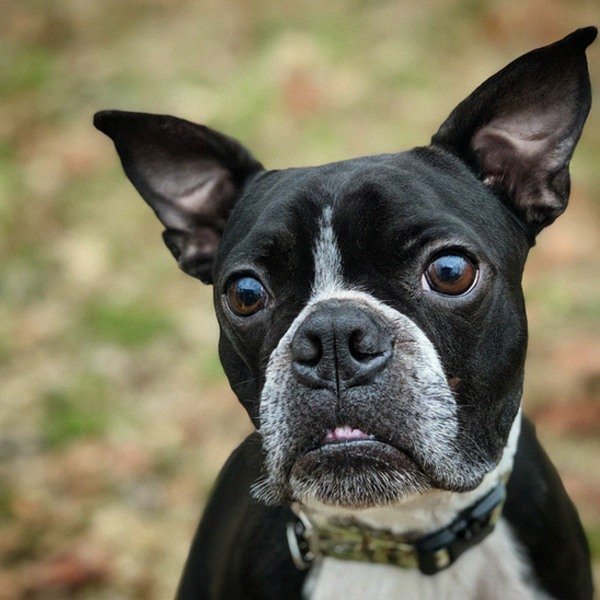 boston terrier in Oklahoma City, Oklahoma
