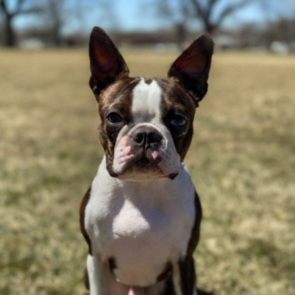 boston terrier in Omaha, Nebraska