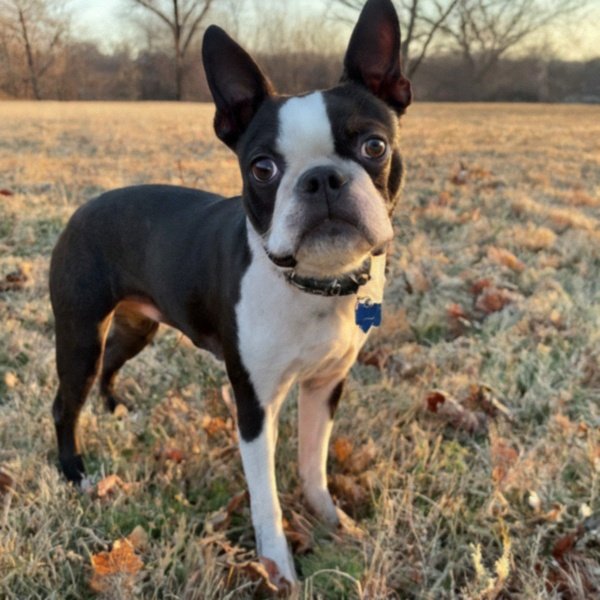 boston terrier in Overland Park, Kansas