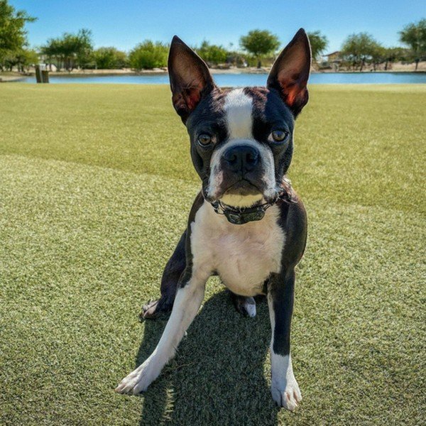 boston terrier in Peoria, Arizona