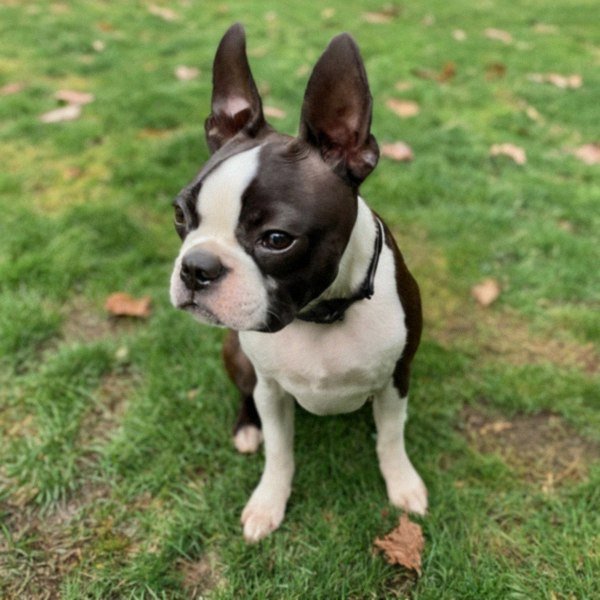boston terrier in Portland, Oregon