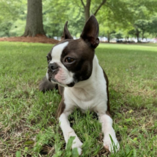 boston terrier in Raleigh, North Carolina