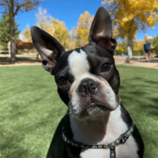 boston terrier in Reno, Nevada