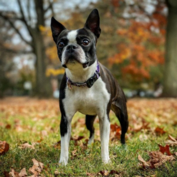boston terrier in Richmond, Virginia