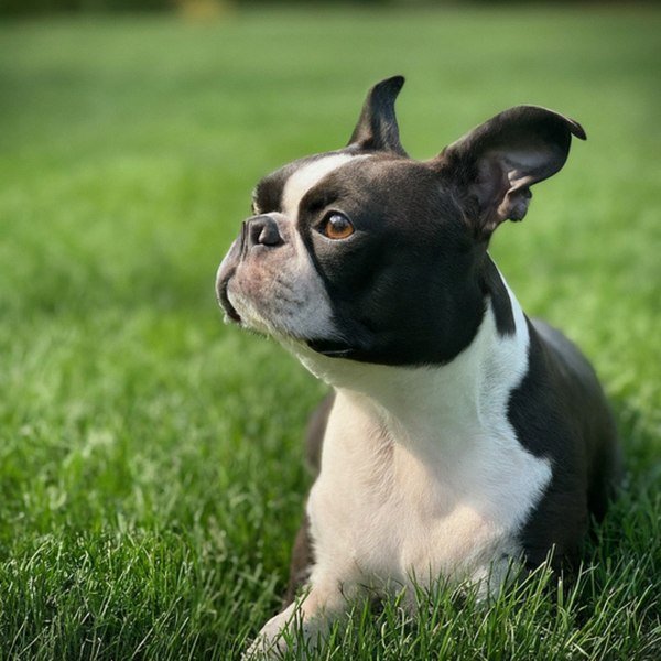 boston terrier in Saint Paul, Minnesota