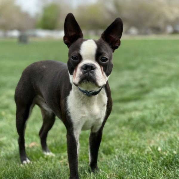 boston terrier in Salt Lake City, Utah
